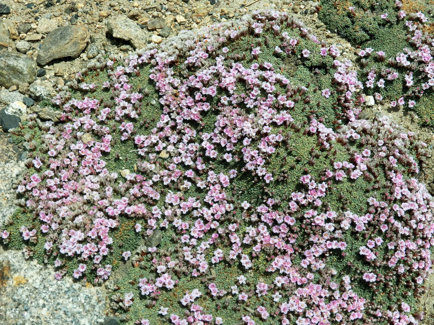 Изображение особи Acantholimon diapensioides.