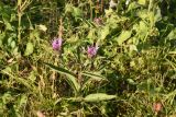 genus Centaurea. Цветущее растение. Чечня, Итум-Калинский р-н, окр. пер. Чантыбарз, выс. 2120 м н.у.м, луг. 7 августа 2023 г.