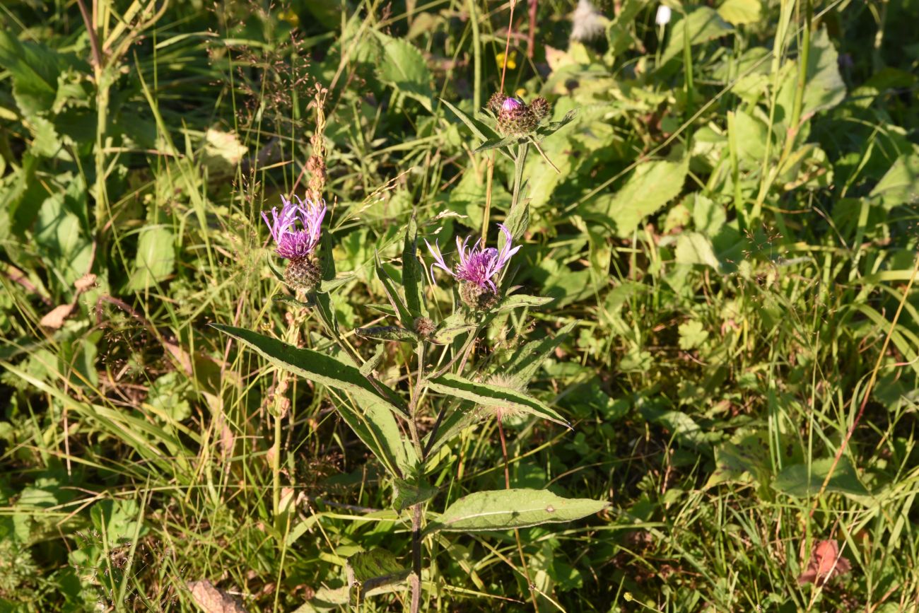 Изображение особи род Centaurea.