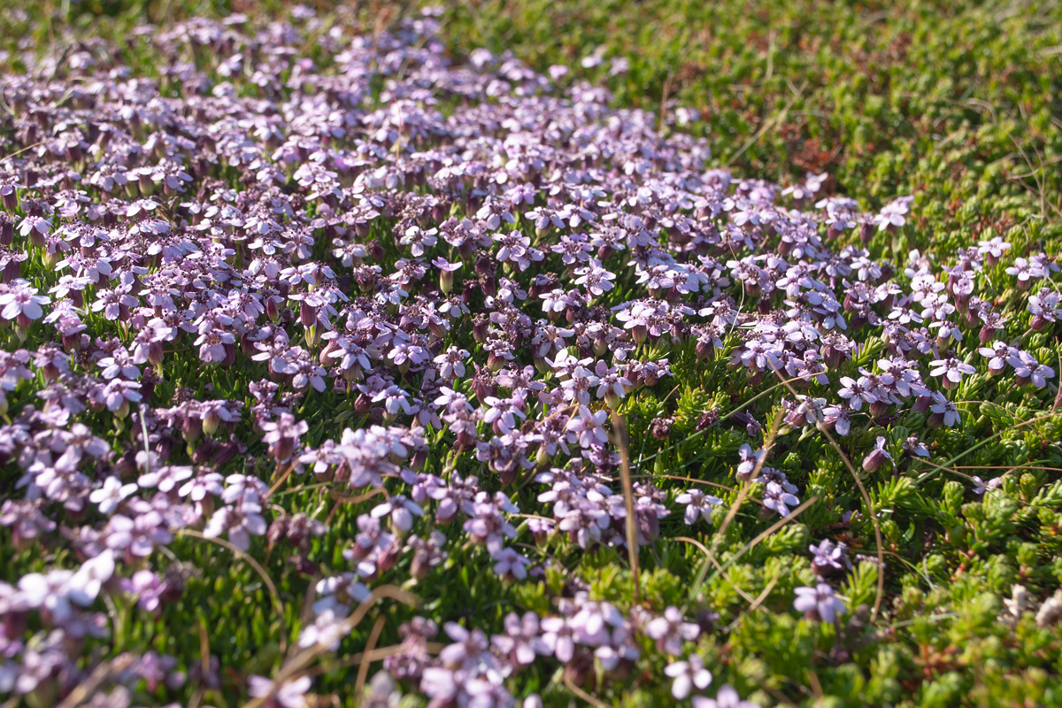 Изображение особи Silene acaulis.