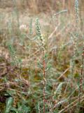 Bassia laniflora