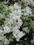 Bougainvillea glabra