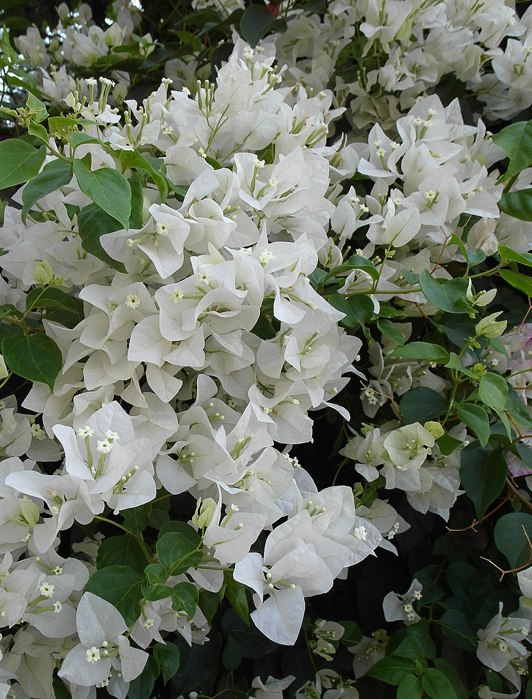 Image of Bougainvillea glabra specimen.