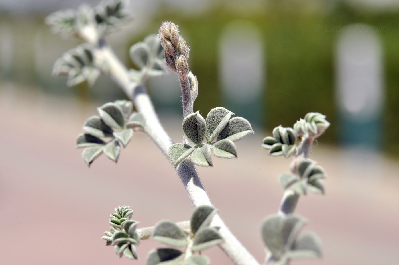 Изображение особи Indigofera heterotricha.