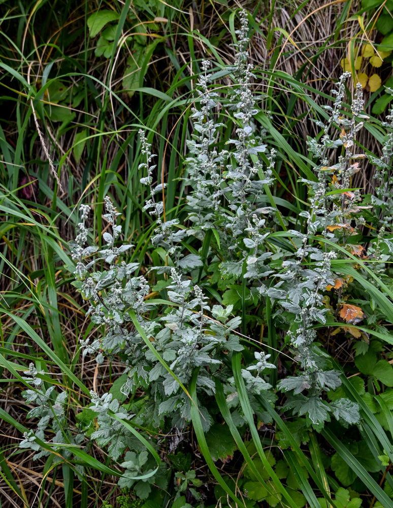 Image of Artemisia koidzumii specimen.