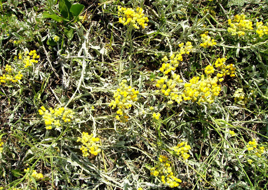 Изображение особи Helichrysum arenarium.