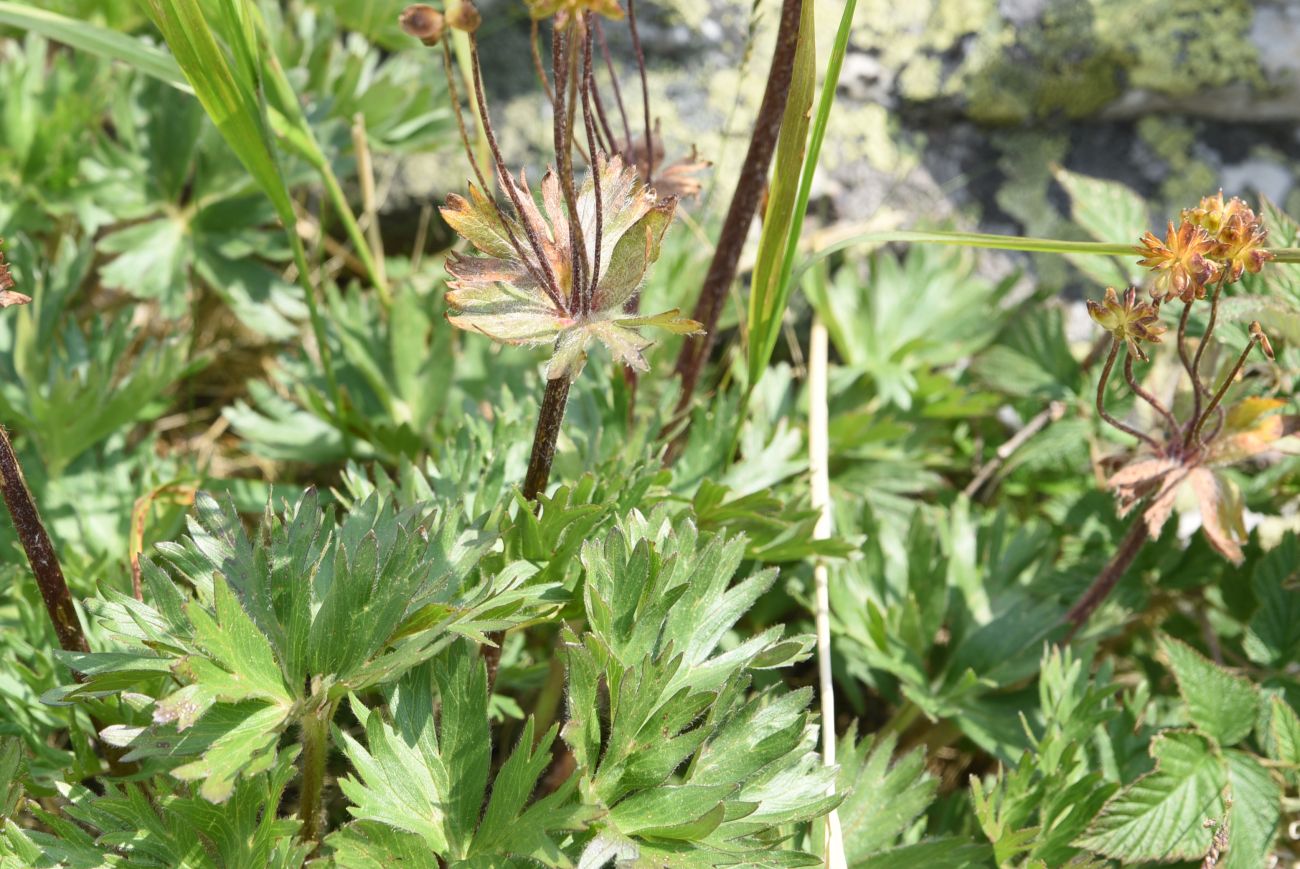 Изображение особи Anemonastrum biarmiense.