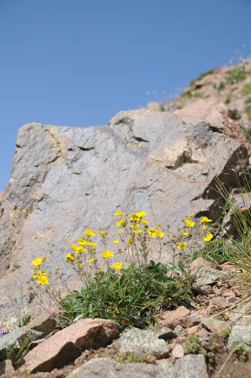 Изображение особи Potentilla nervosa.