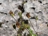 Aquilegia olympica