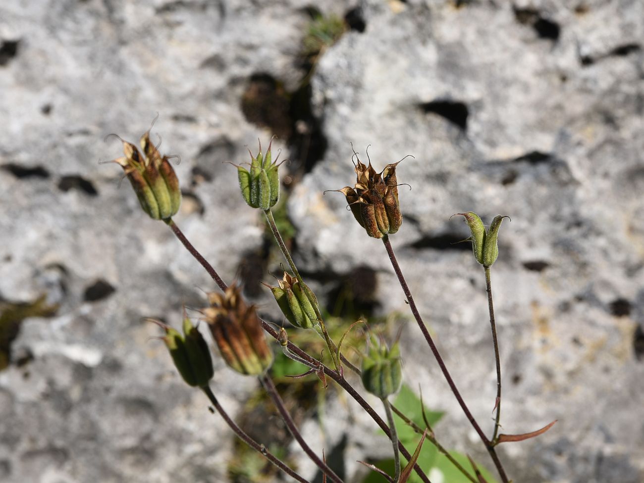 Изображение особи Aquilegia olympica.