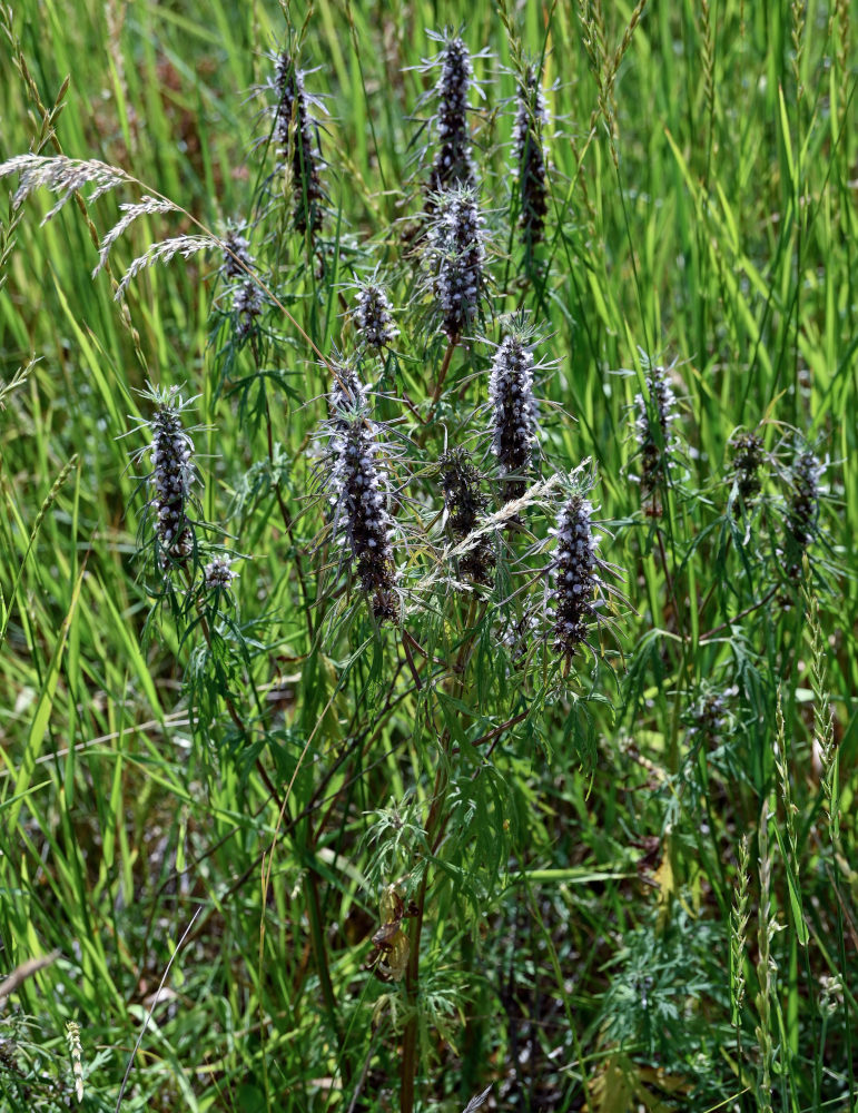 Изображение особи Leonurus glaucescens.