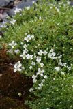 Arenaria tetraquetra