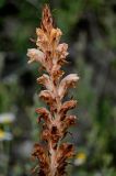 genus Orobanche