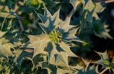 Eryngium maritimum. Соцветие. Грузия, Аджария, г. Батуми, окраина каменистого пляжа. 17.06.2023.