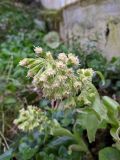 Petasites albus