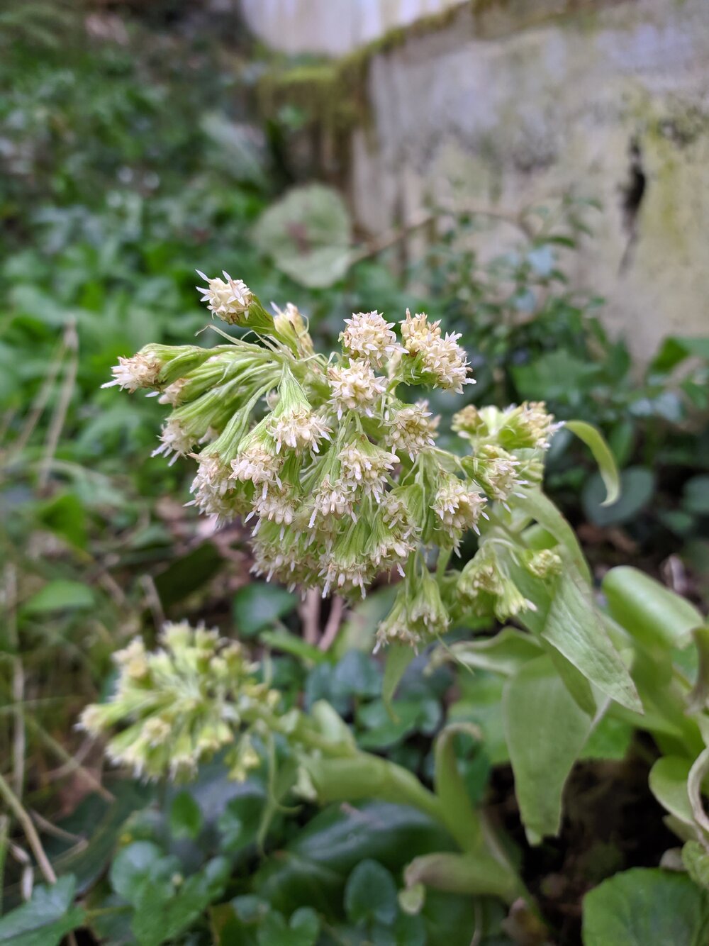 Изображение особи Petasites albus.