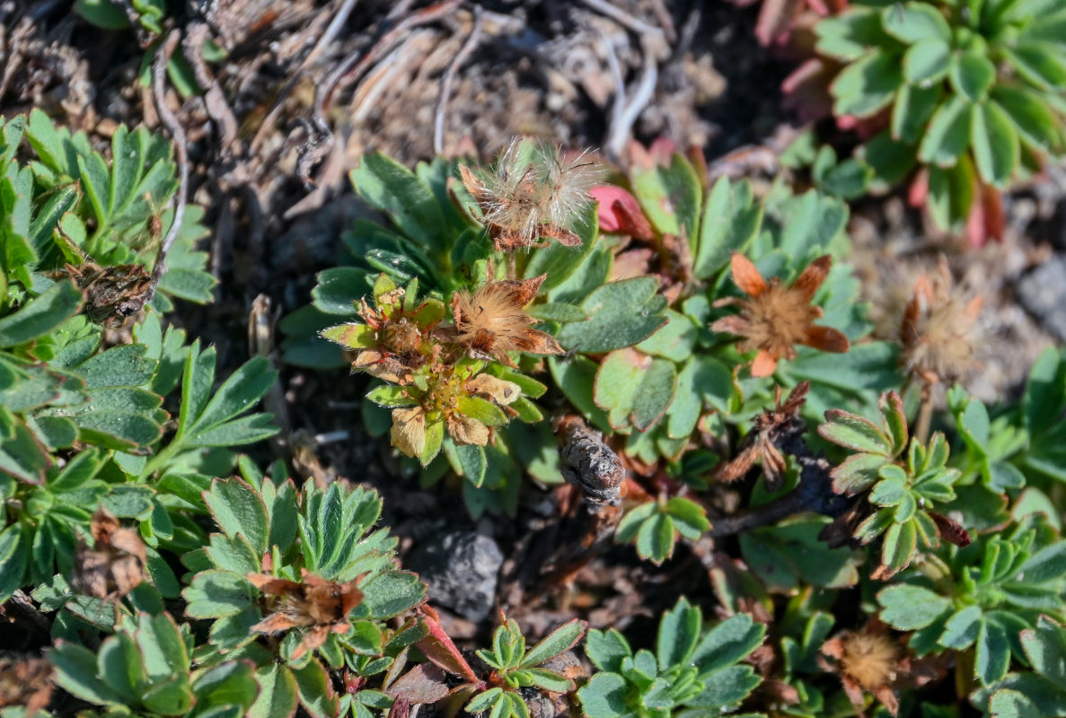 Изображение особи Potentilla miyabei.