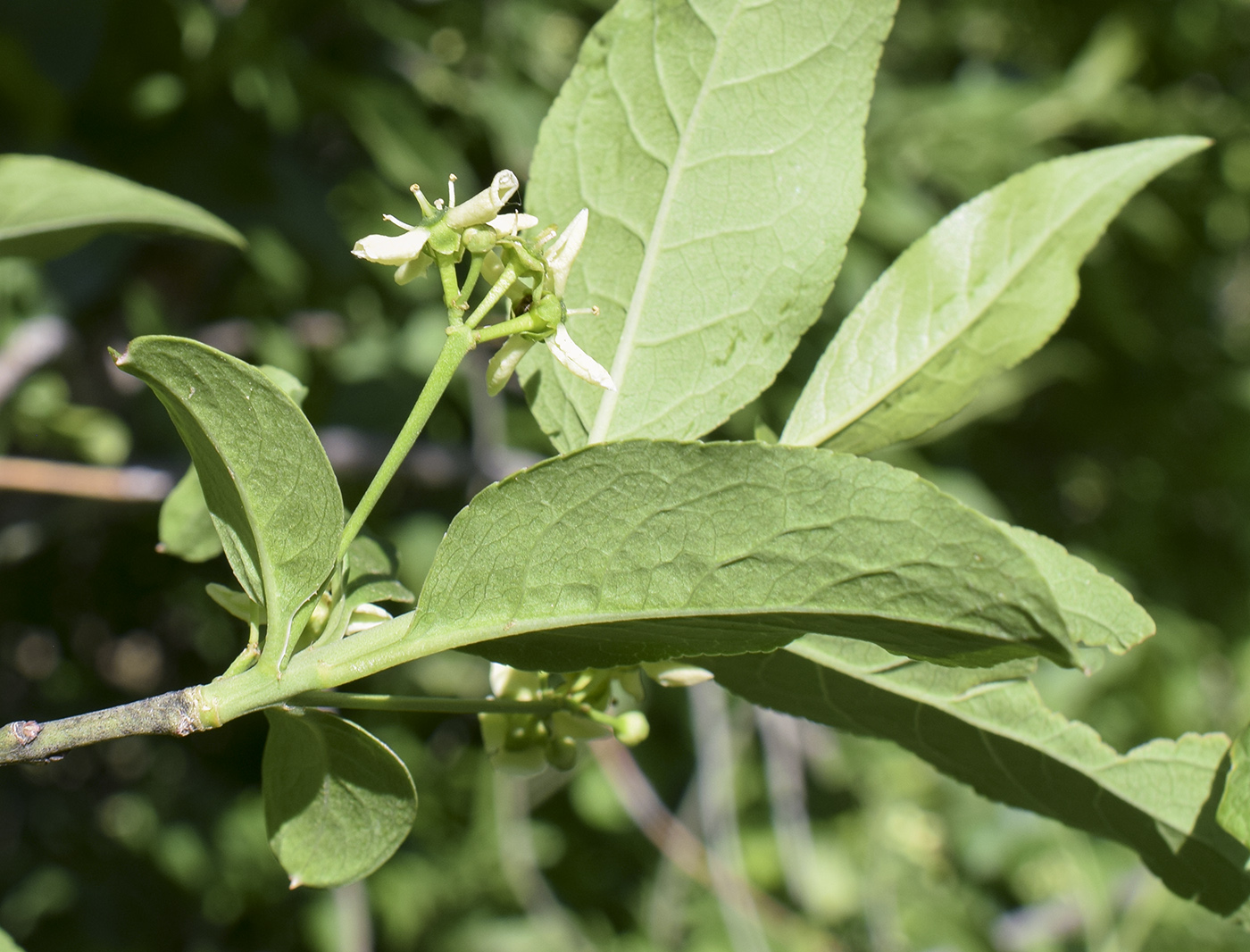 Изображение особи Euonymus europaeus.