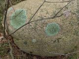 Xanthoparmelia stenophylla