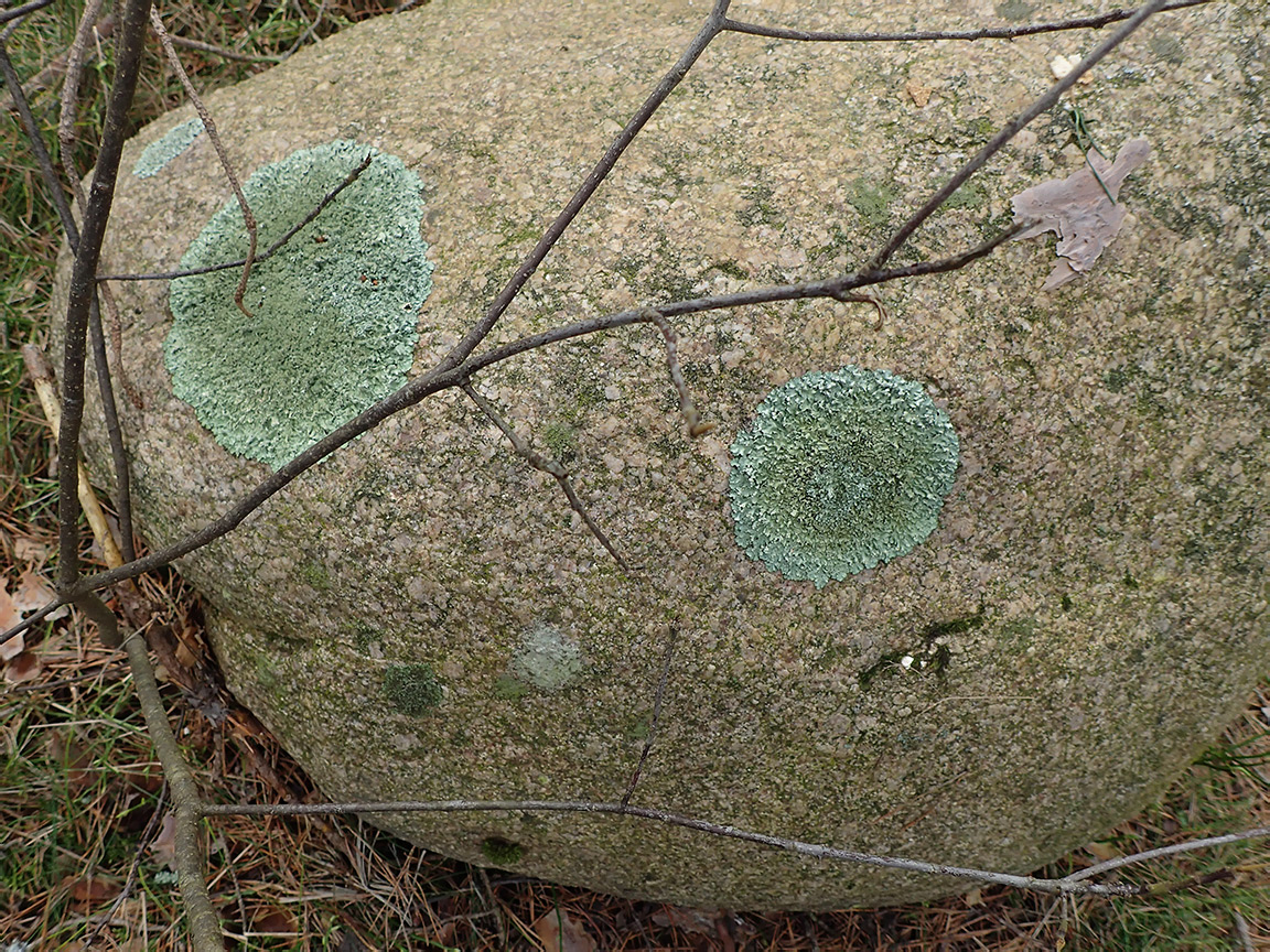 Изображение особи Xanthoparmelia stenophylla.