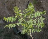 Image of taxon representative. Author is Игорь Павлов
