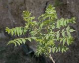 Rhus coriaria