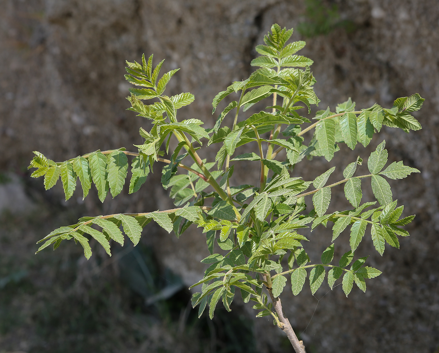 Image of Rhus coriaria specimen.