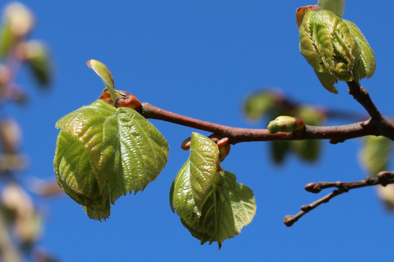 Image of genus Tilia specimen.