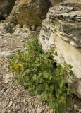 Xanthium orientale