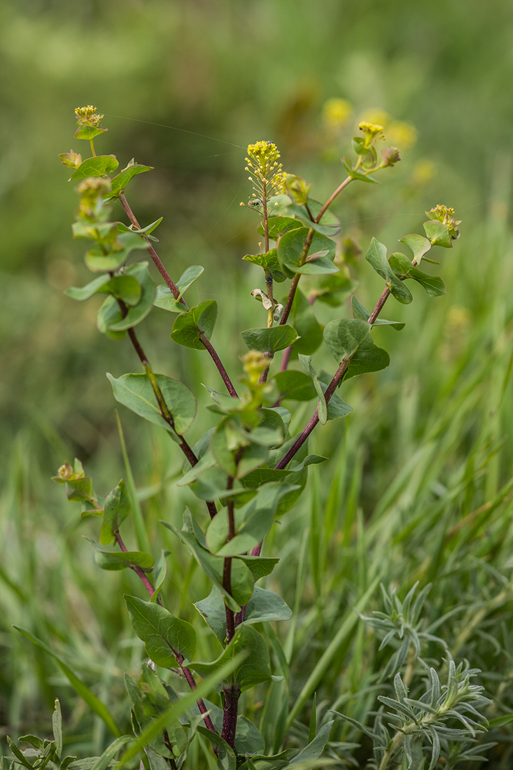 Изображение особи Lepidium perfoliatum.