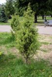Juniperus communis. Растение в озеленении города. Псков, Летний сад. 11.06.2006.