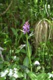 Dactylorhiza urvilleana