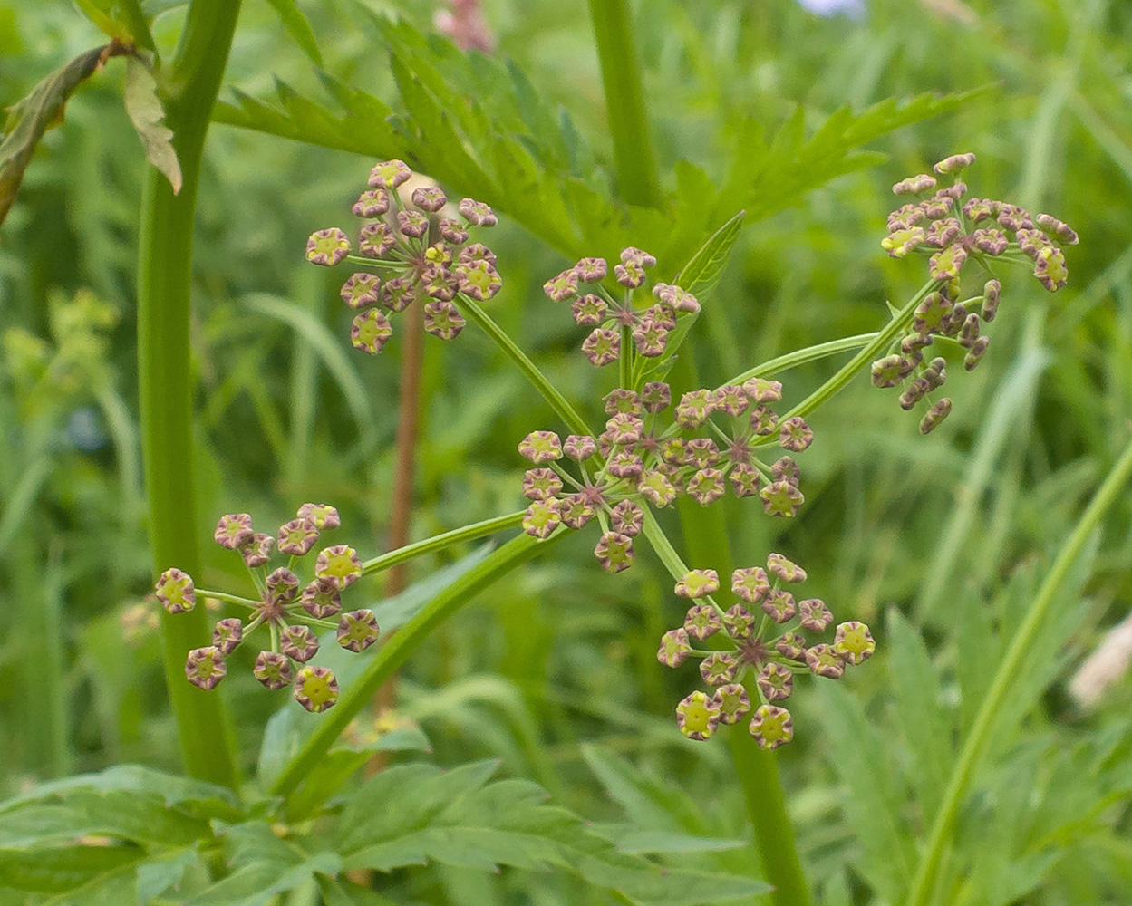 Image of familia Apiaceae specimen.