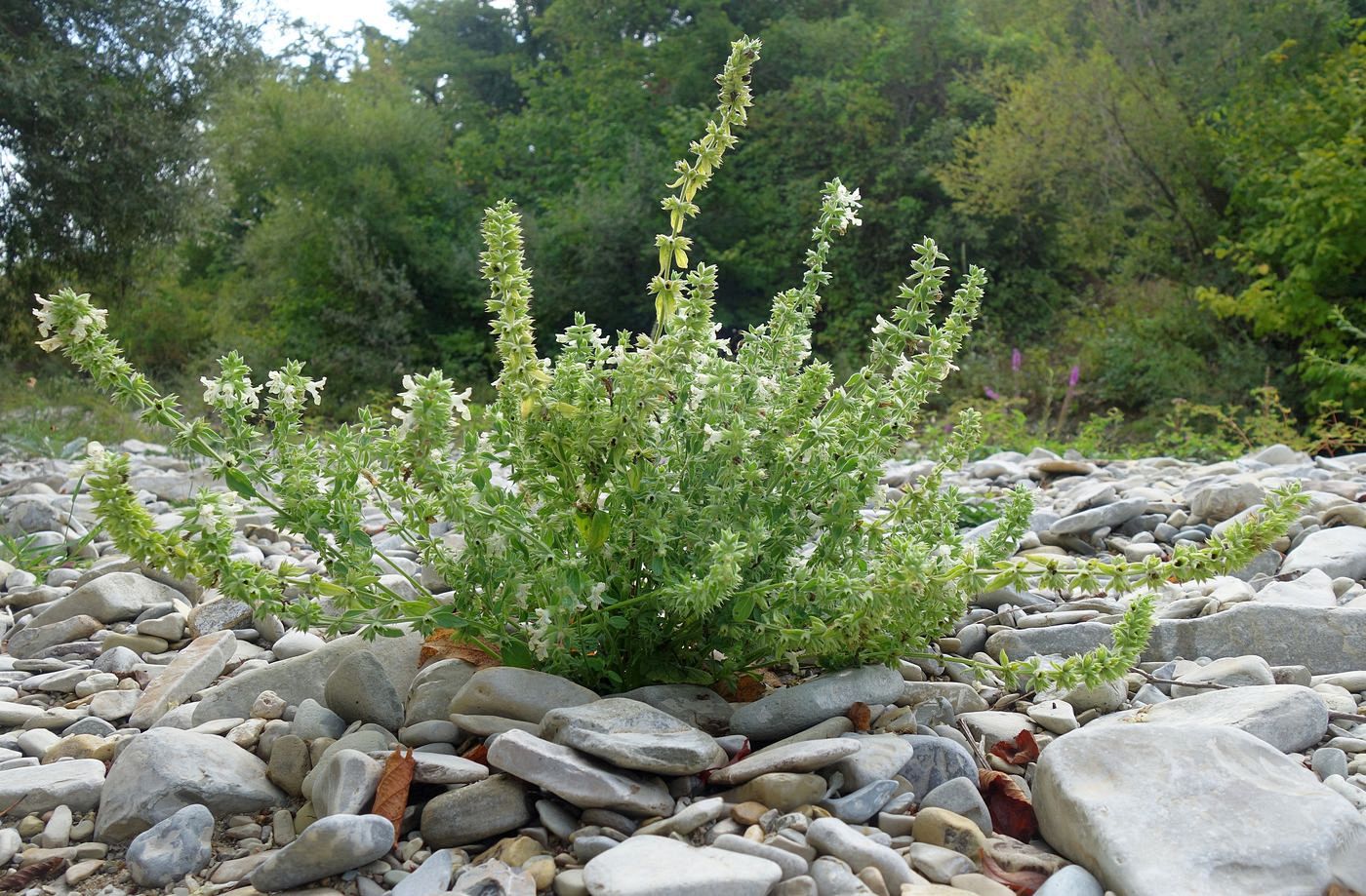 Image of Stachys pubescens specimen.