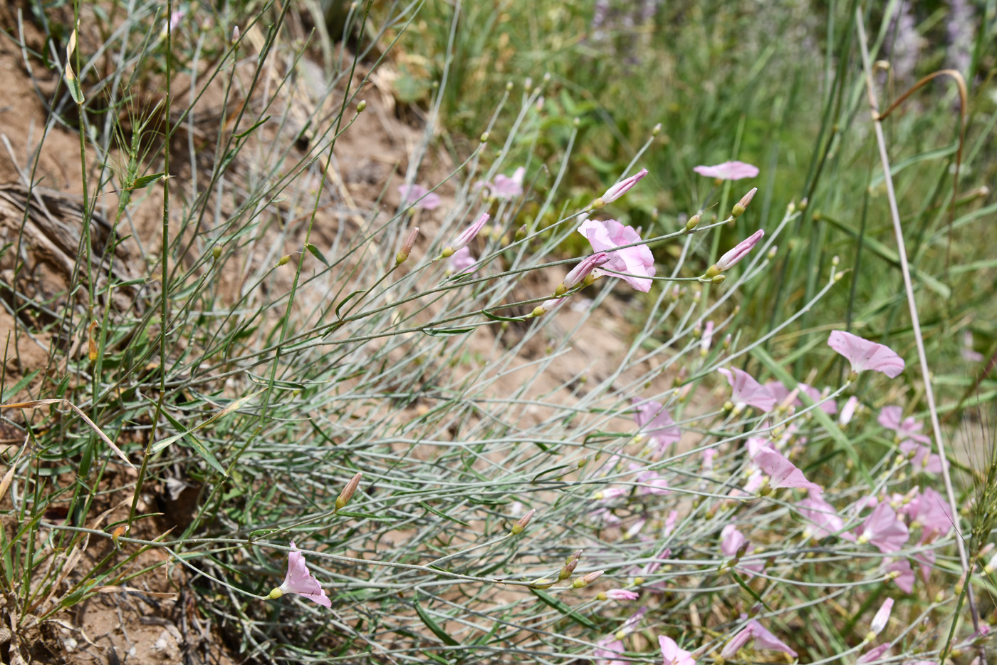 Изображение особи Convolvulus pseudocantabrica.