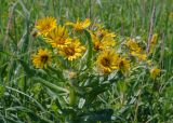 Senecio pseudoarnica