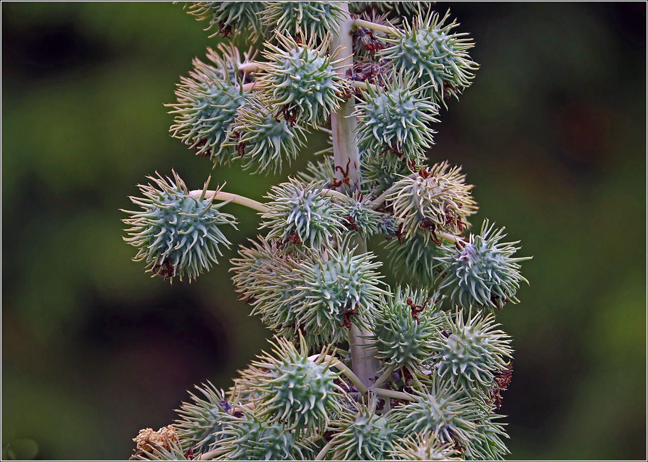Изображение особи Ricinus communis.