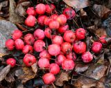 Malus × robusta