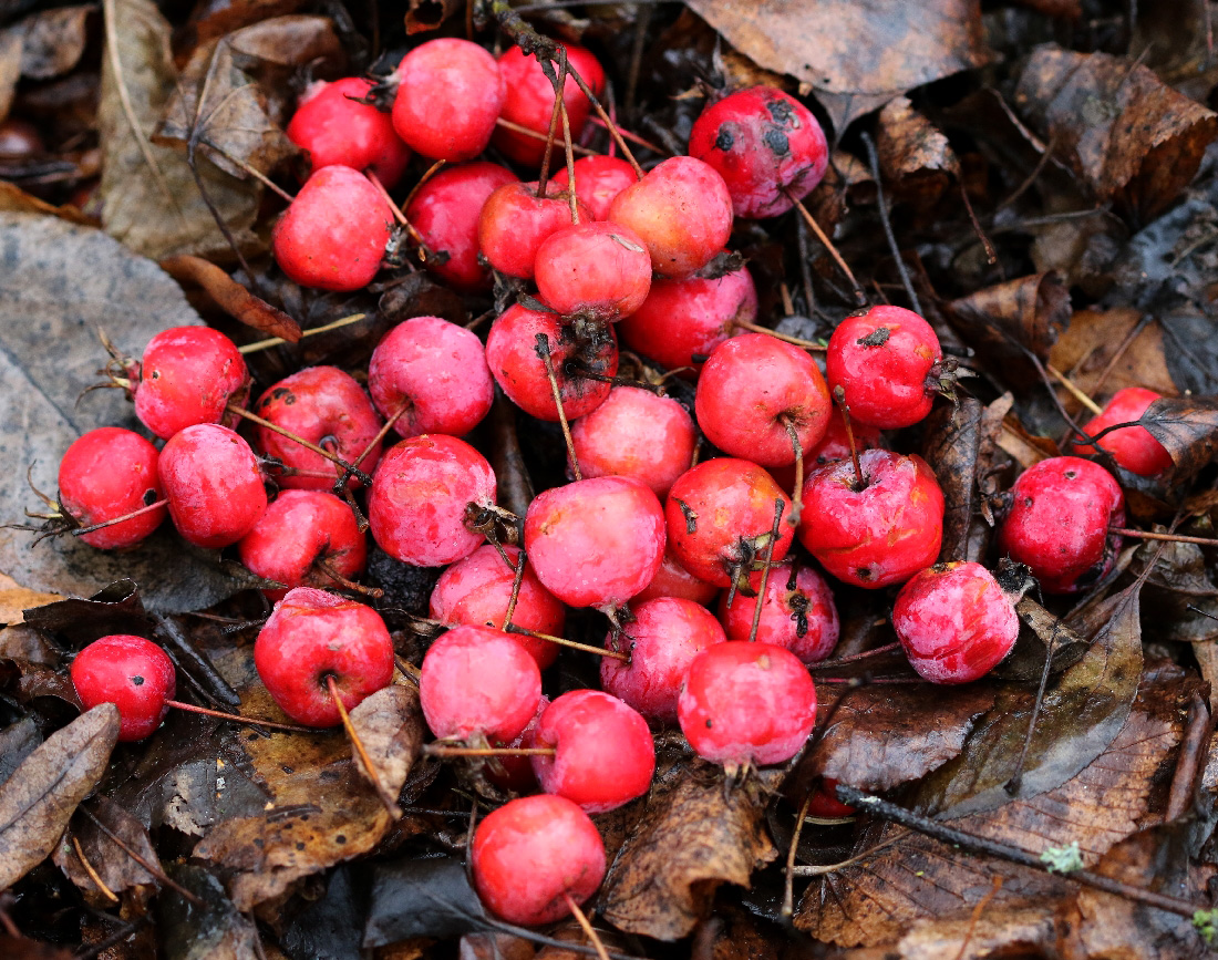 Изображение особи Malus &times; robusta.