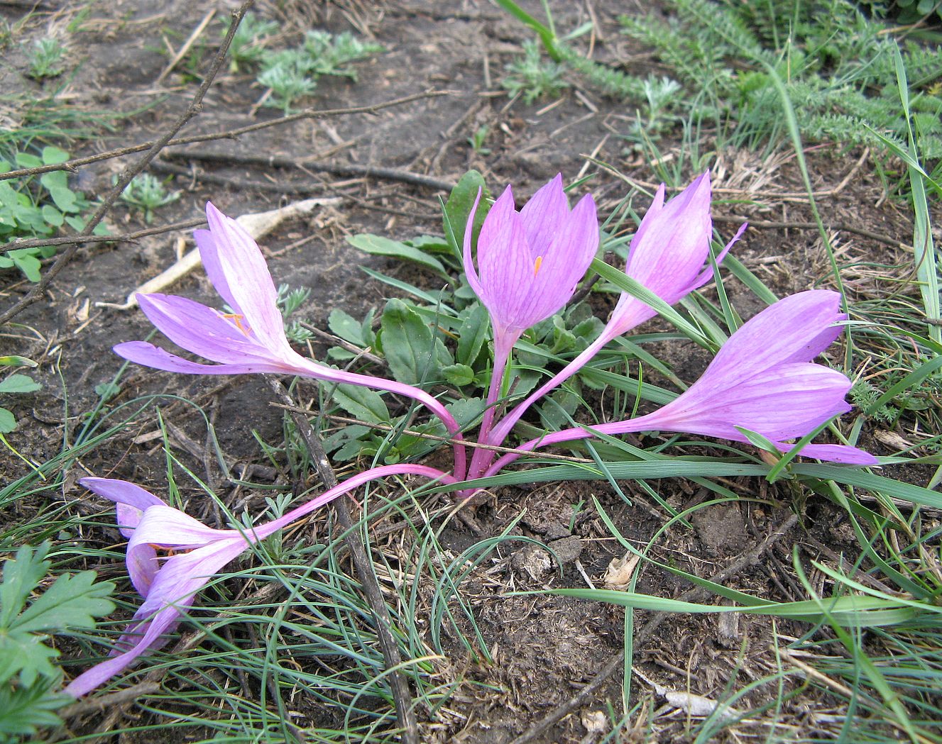 Image of Colchicum arenarium specimen.