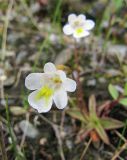 Pinguicula alpina. Цветок. Коми, Интинский р-н, Приполярный Урал, Нац. парк \"Югыд Ва\", бассейн р. Пелингичей, правый борт руч. Южный. 17.07.2010.