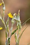 род Tragopogon