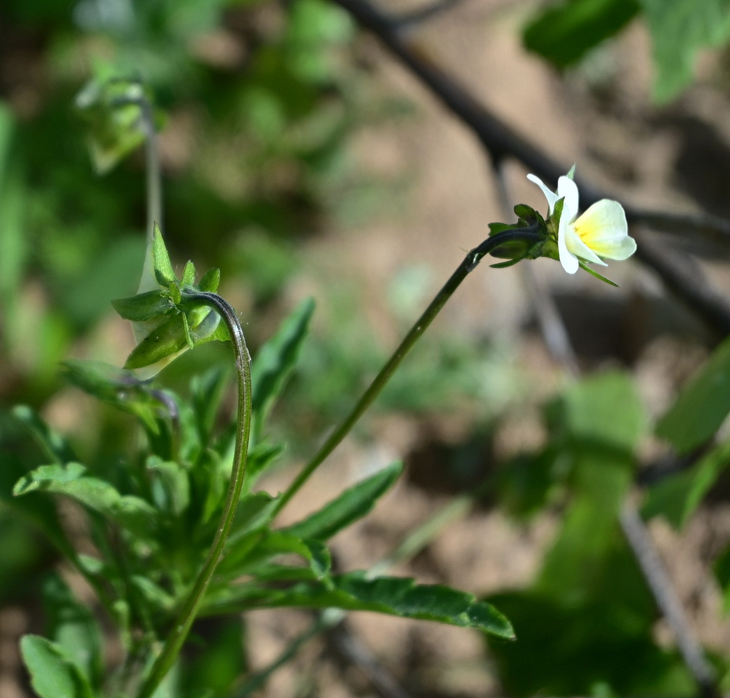 Image of Viola arvensis specimen.
