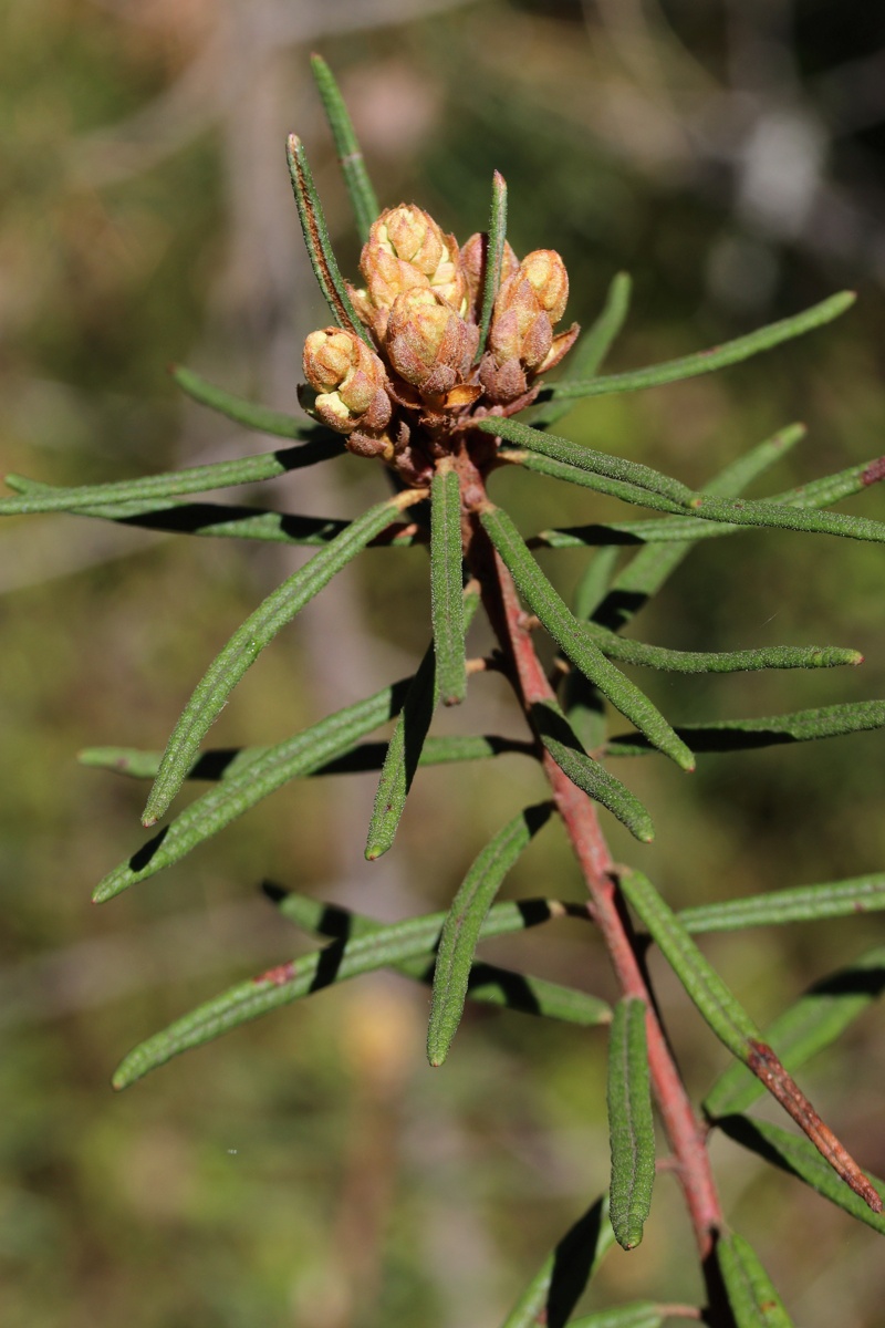 Image of Ledum palustre specimen.