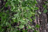 Ginkgo biloba. Верхушка ветви с фруктификациями. Китай, пров. Аньхой, дер. Хунцунь, в культуре. 28.05.2025.