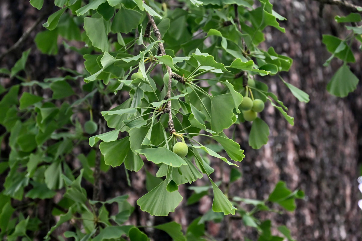 Изображение особи Ginkgo biloba.