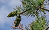 Pinus armandii