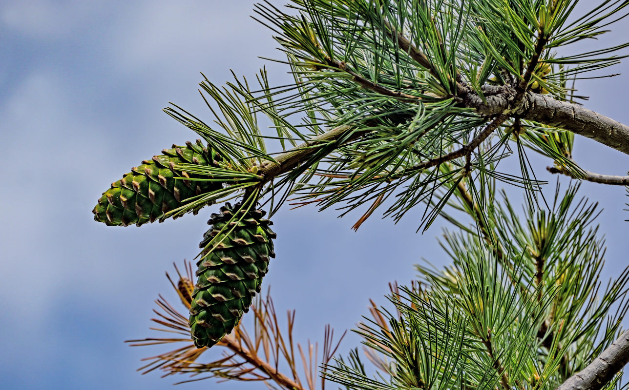 Image of Pinus armandii specimen.