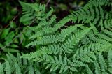 Pteridium pinetorum