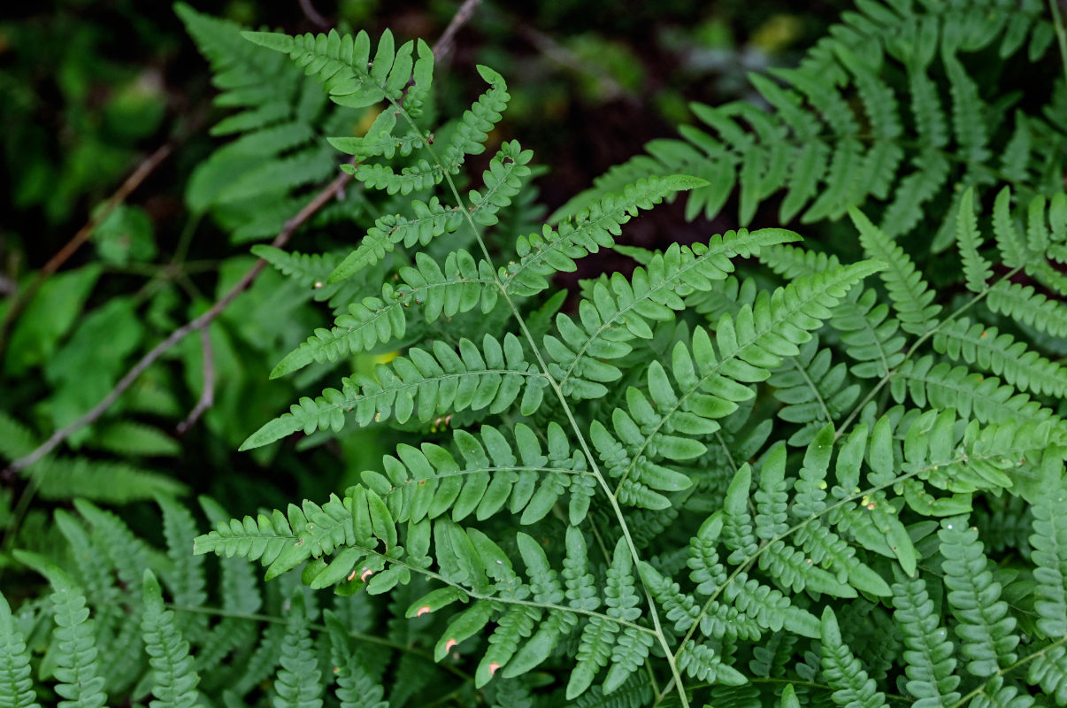 Изображение особи Pteridium pinetorum.